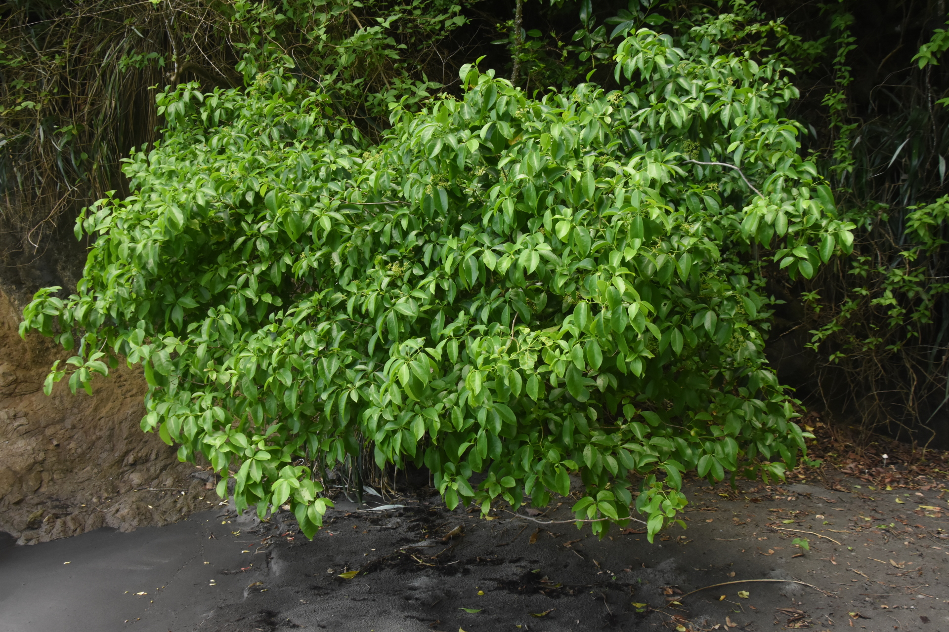 Guapira fragrans (Dum.Cours.) Little - Photo Bivouac Naturaliste